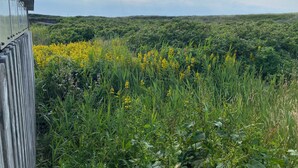 A view of a lush green landscape with yellow flowers in the foreground and a building with a sloped roof in the background. - In the first row to the North Sea (Thyboron)