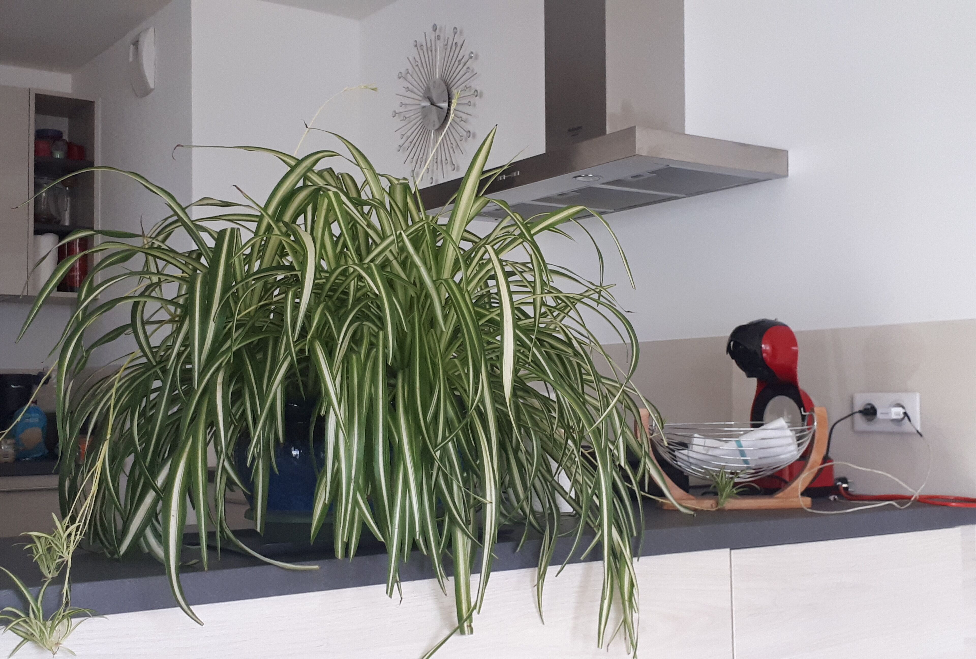 A kitchen with a large potted plant, a red appliance, and a wall clock.