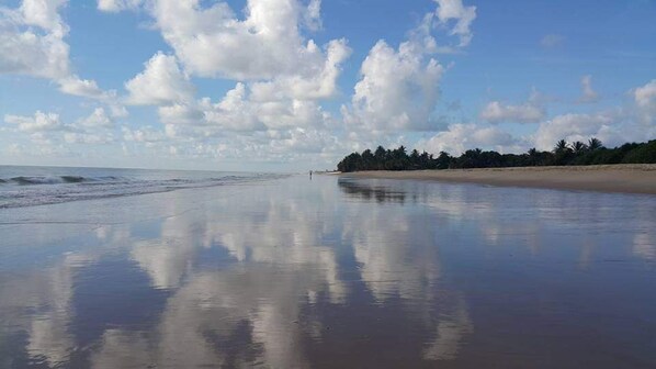 A beach with calm waters, a clear sky, and a line of trees in the background.
