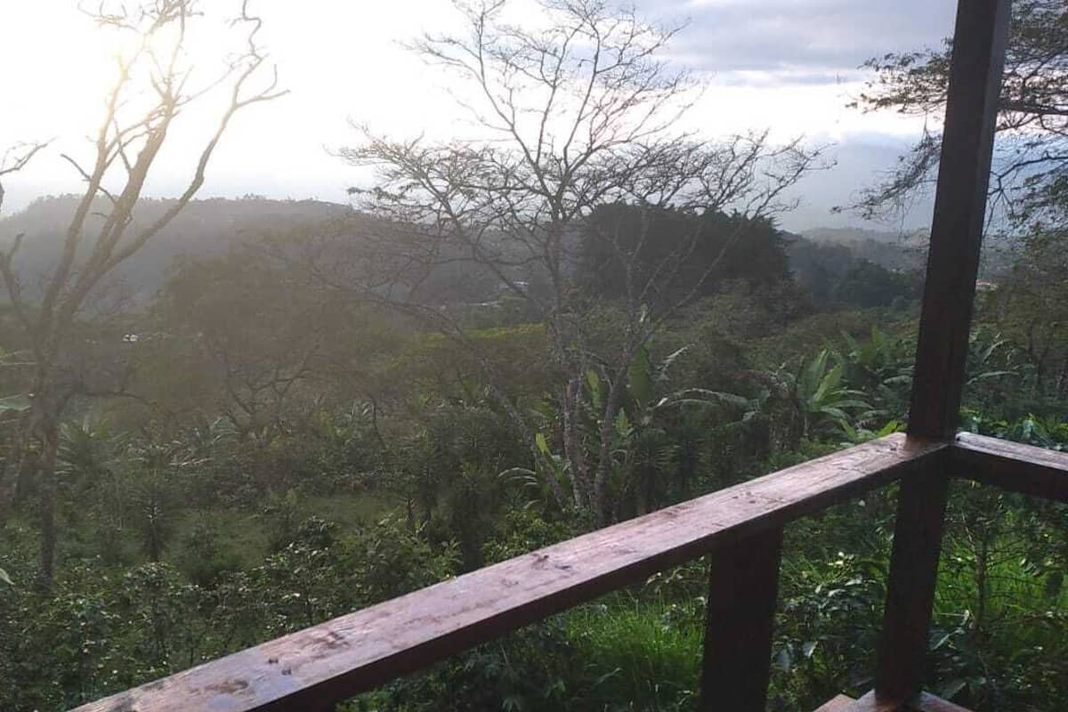 A view from a balcony with a wooden railing, overlooking a lush, green landscape with various trees and vegetation.