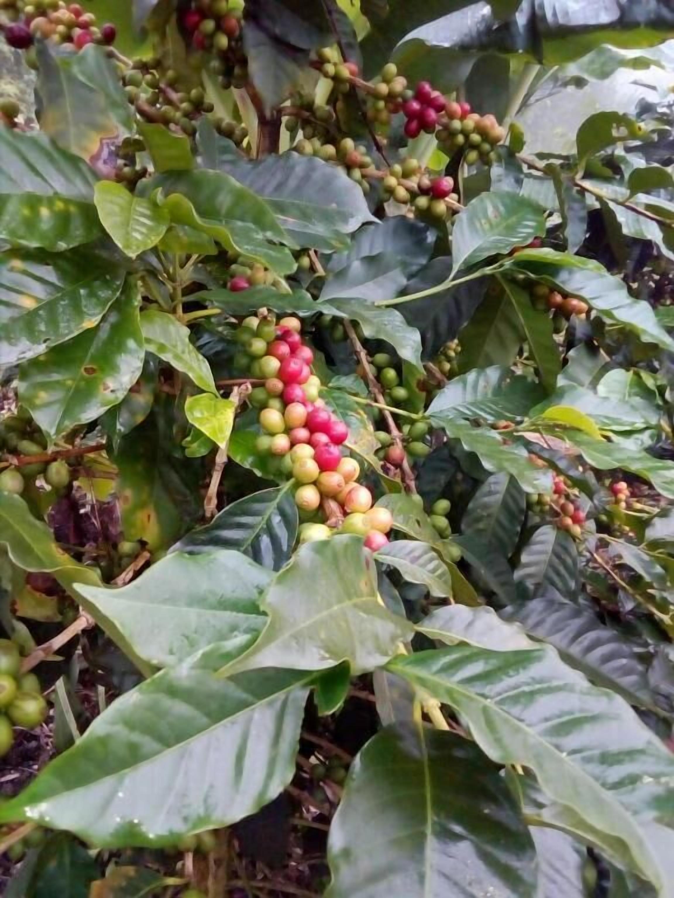 A coffee plant with clusters of green, yellow, and red coffee cherries.