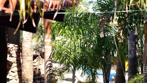 A pool area with palm trees and potted plants. - Pousada Porto do Sol (Conde)