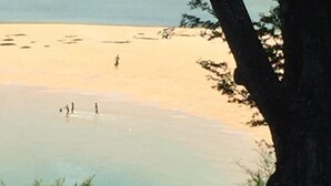 A beach scene with a tree in the foreground and a few people in the water. - Heart of Kaiteriteri: Absolute Privacy nestled between both beaches  (Kaiteriteri)