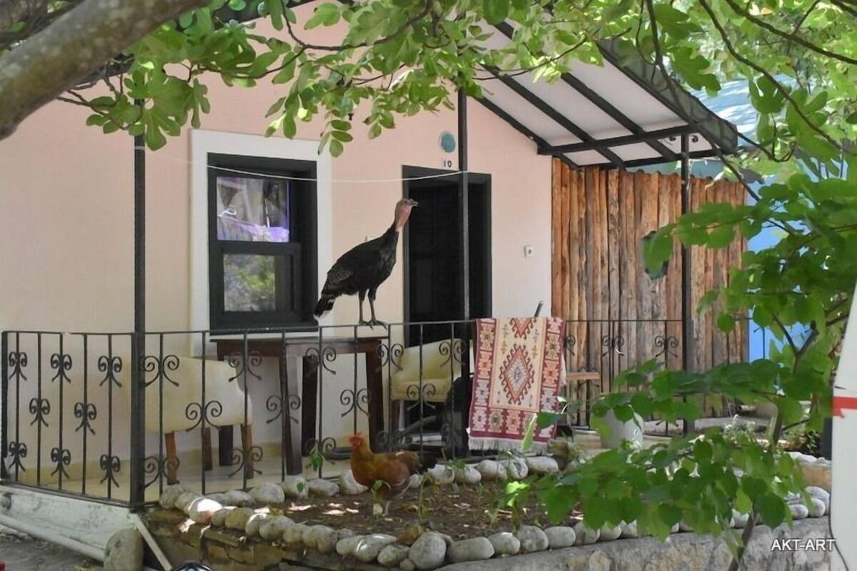 Ein rustikaler Außenbereich mit Holzlattenzaun, einem Kiesweg und einem kleinen Garten mit Pflanzen und einem Huhn.