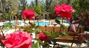 A poolside area with red roses in the foreground and a pool in the background. - Likya Saklibahce (Seydikemer)