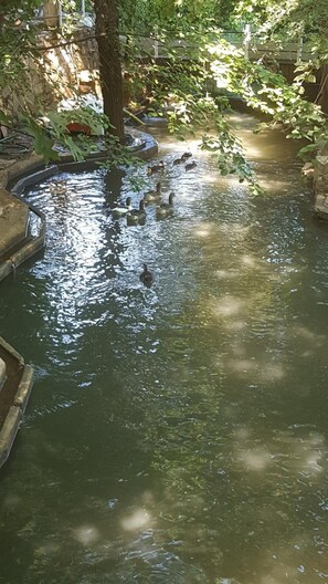 A pond with ducks swimming, surrounded by trees and a stone wall.
