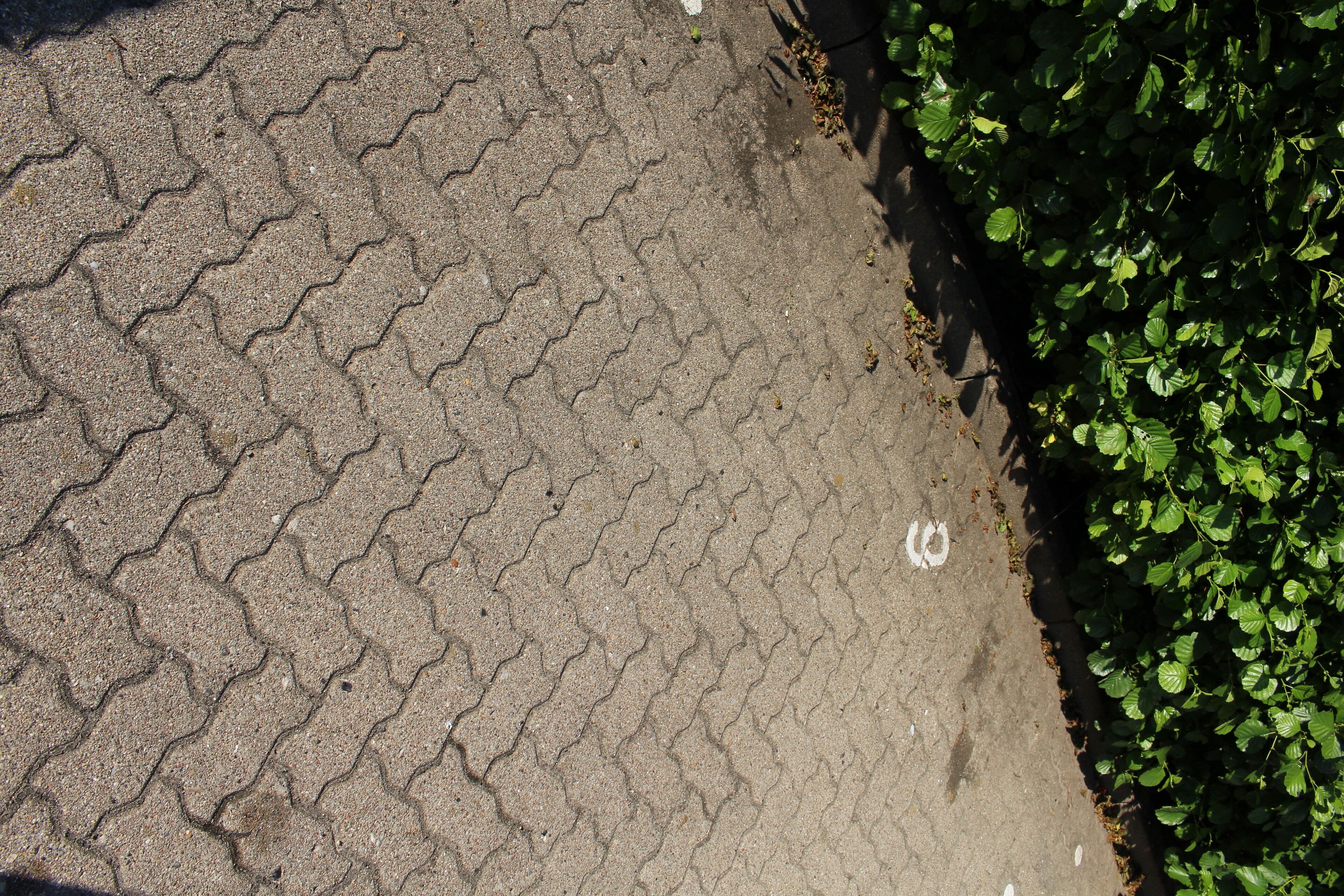 A paved walkway with a herringbone pattern, bordered by a hedge.