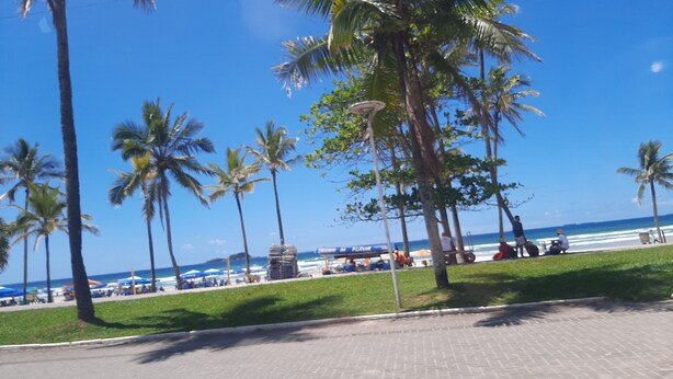 Une plage bordée de palmiers, un ciel dégagé et une vue sur l’océan.
