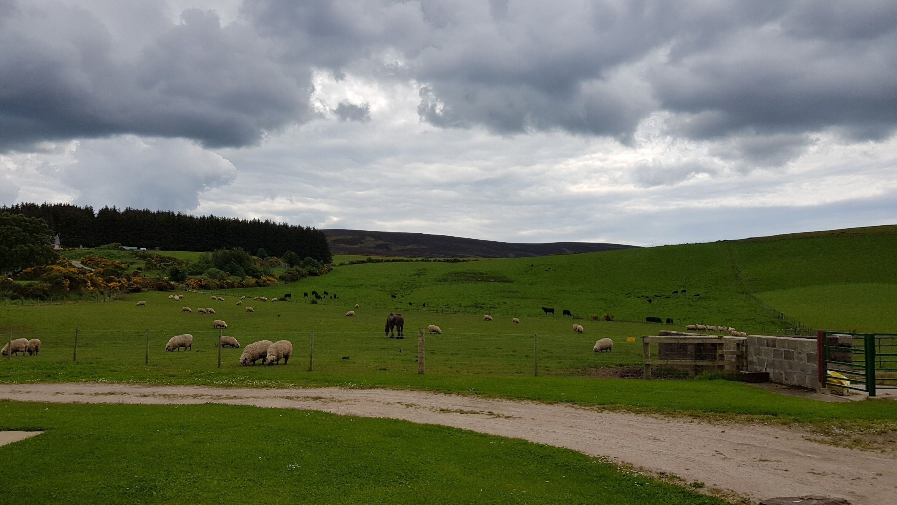Un paysage rural avec un champ verdoyant, des moutons et une construction en pierre.