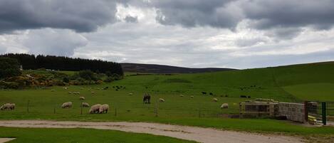 Un paysage rural avec un champ verdoyant, des moutons et une construction en pierre.