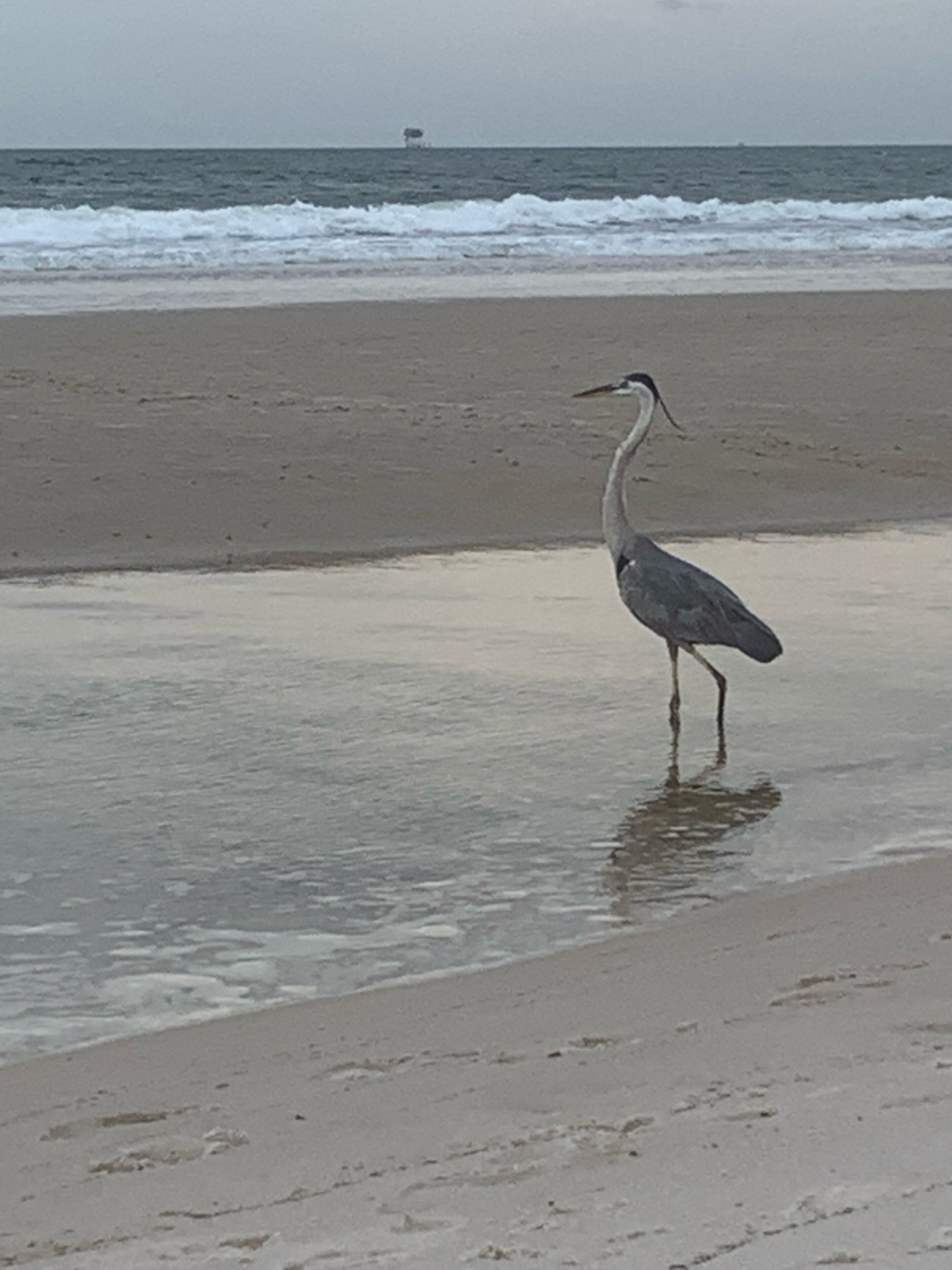 Un ave parada en aguas poco profundas en una playa, con olas al fondo.