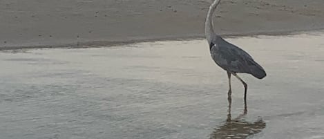 Un ave parada en aguas poco profundas en una playa, con olas al fondo.