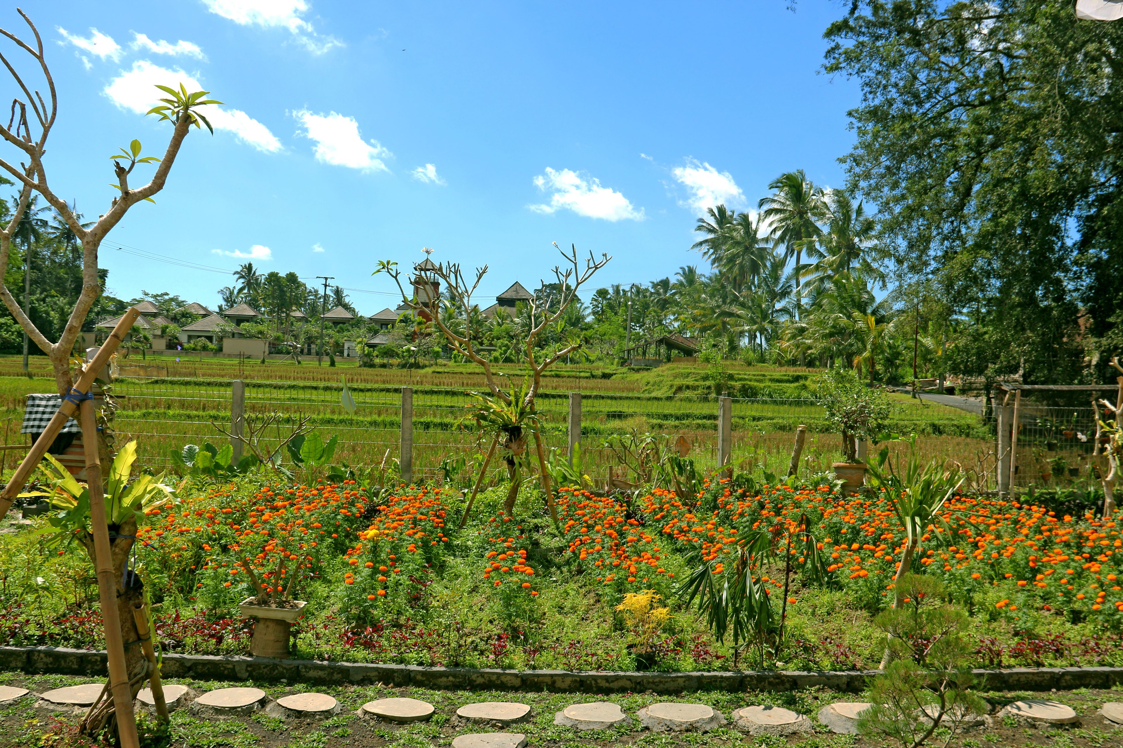 A garden with a variety of plants and flowers, a fence, and a view of a hilly landscape with houses in the background. - Senja D'Ubud (Ubud)