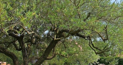 Provençal villa with HEATED SWIMMING POOL near LOURMARIN and LUBERON vineyards