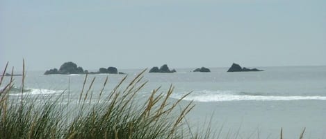 Lettini da mare