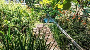 Un sendero en un jardín conduce a una escalera rodeada de abundante follaje y plantas en flor.