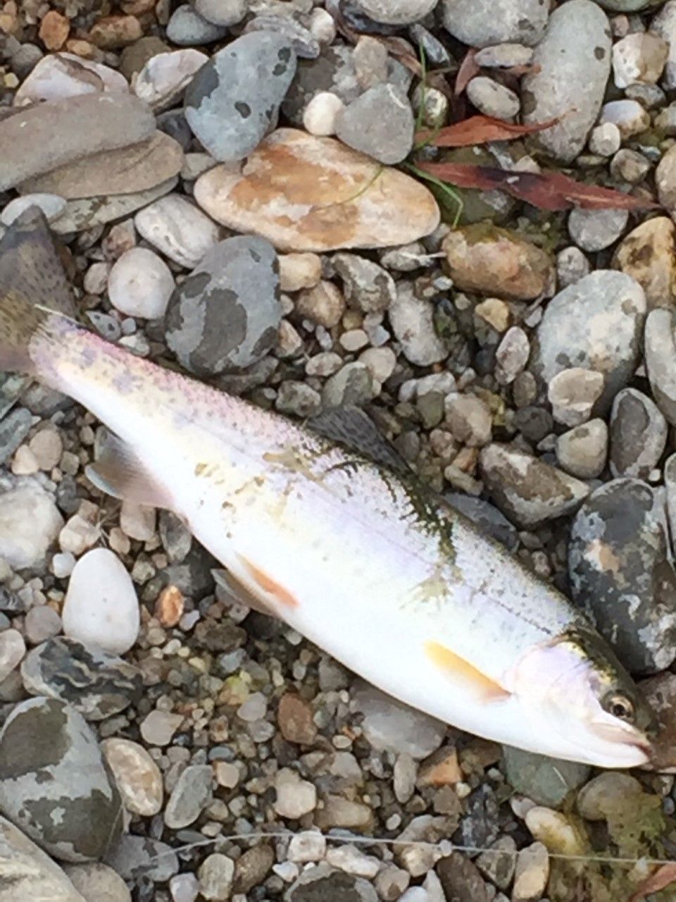 餐飲