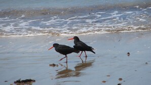 Two black birds with red beaks walking on a wet beach with waves in the background.