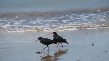 Playa en los alrededores y camastros