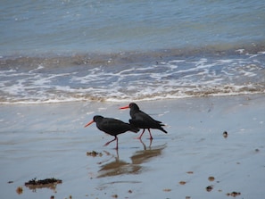 Nær stranden og solsenger