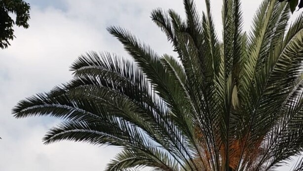 Un camino conduce a un edificio rodeado de exuberante follaje y una palmera destacada.