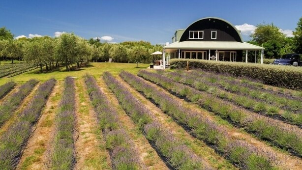Une grande grange à toit incurvé, entourée de rangées de champs de lavande.