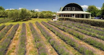 Lavender Hill Luxury Bandamp; B