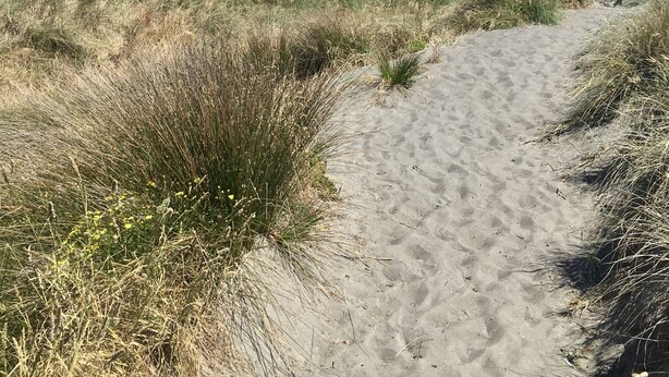 A sandy beach path leading to the ocean with a blue sign in the distance. - Seaviews, mountain views and sunsets (Otaki Beach)