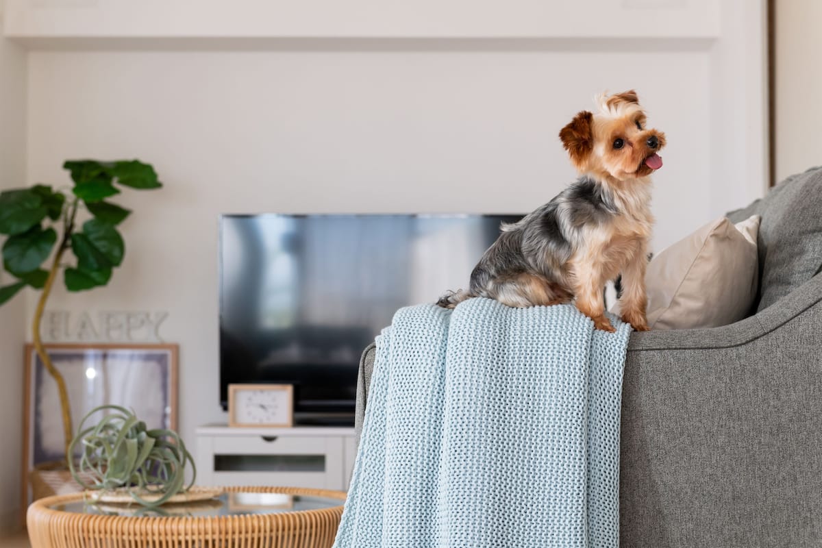A dog sitting on a couch with a TV in the background.