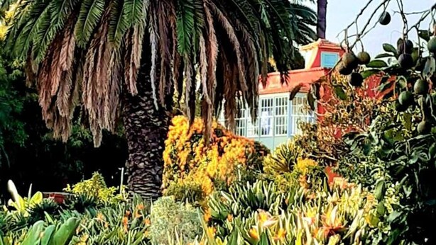 Un exuberante jardín con palmeras y plantas tropicales, un edificio de techo rojo y un cielo azul despejado.