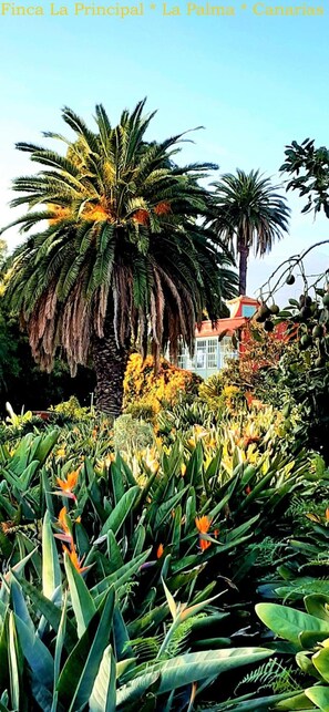 A lush garden with palm trees and tropical plants, a building with a red roof, and a clear blue sky. - Finca La Principal (Brena Alta)