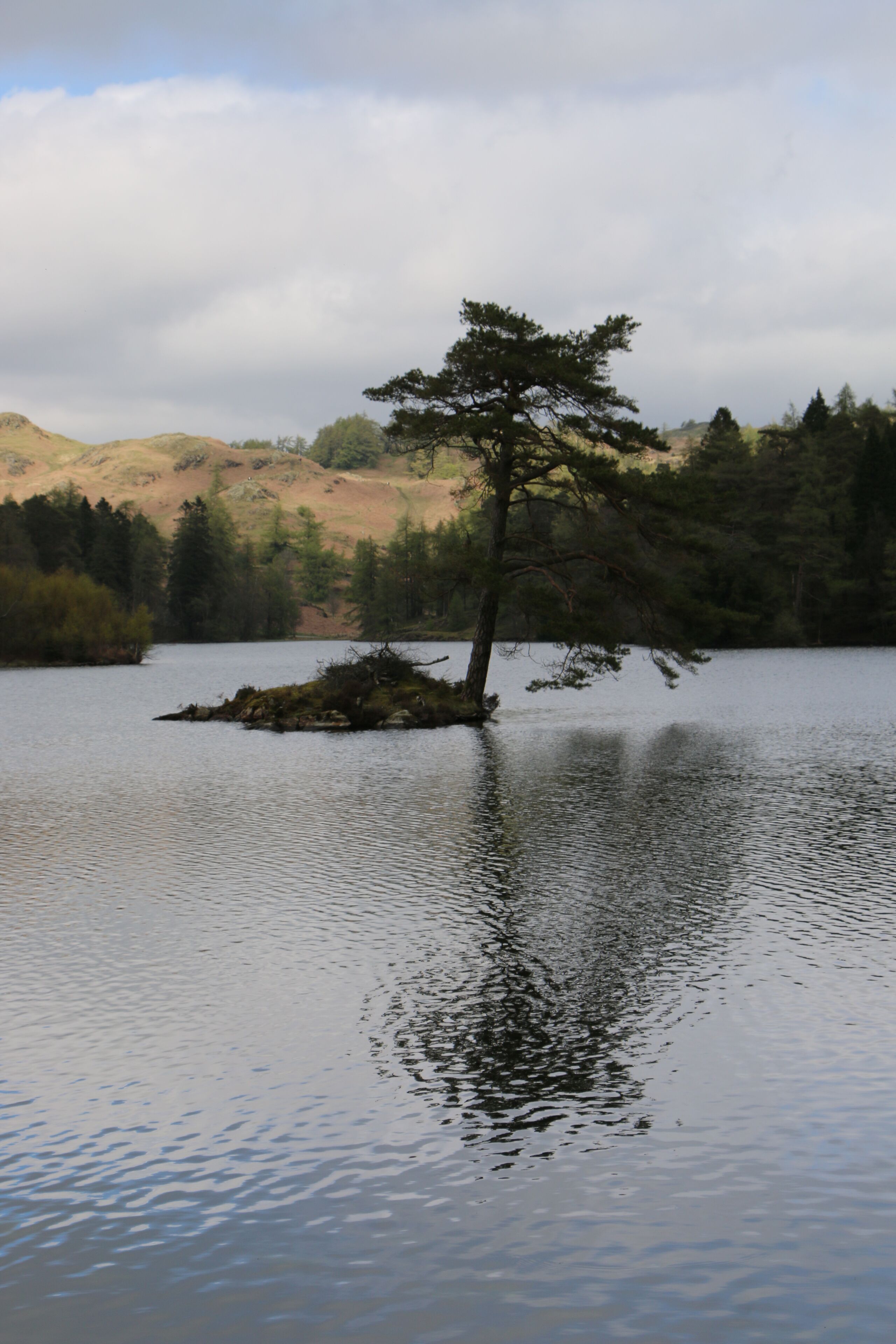 A calm lake with a small island featuring a single tree.