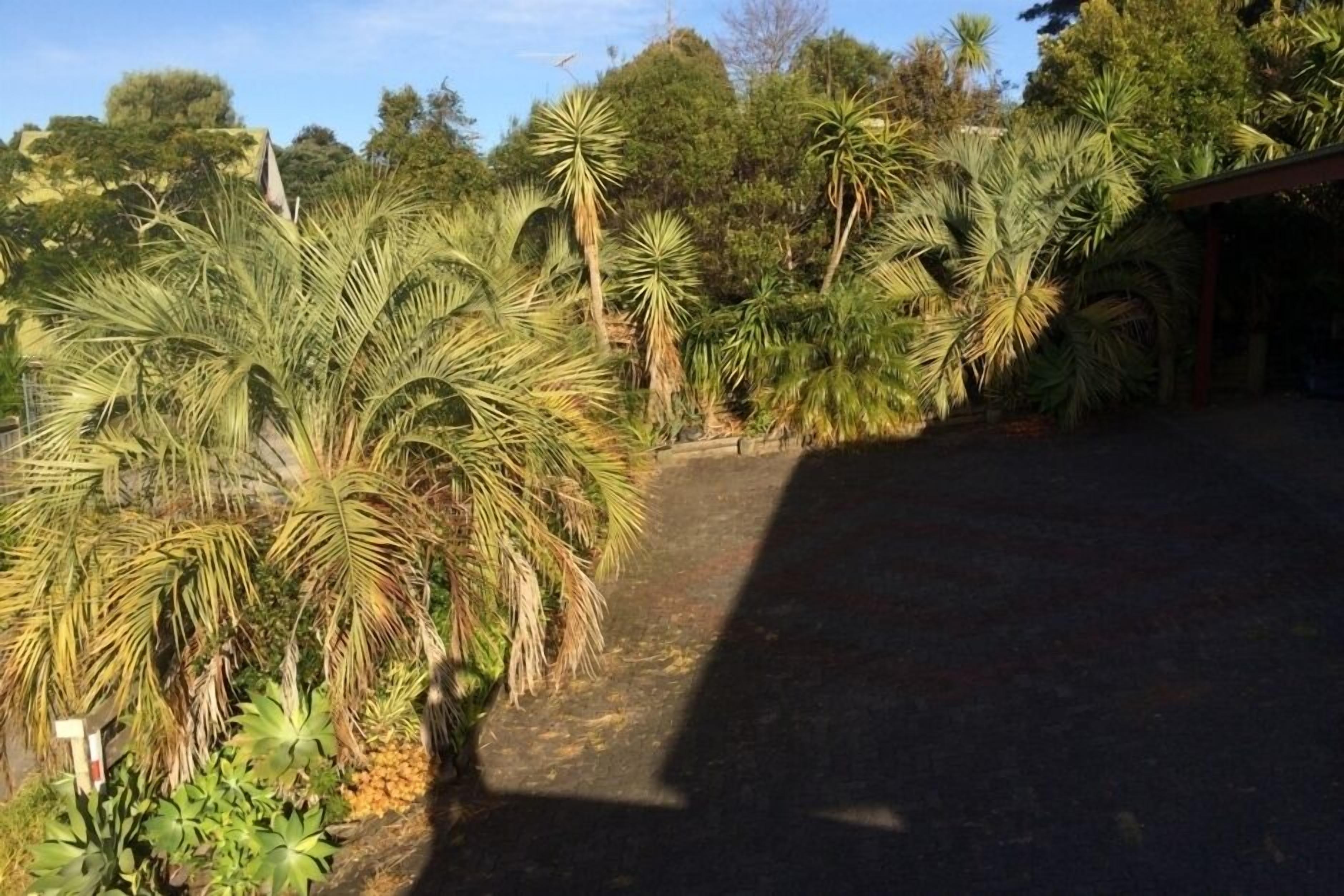 A garden with various palm trees and a paved walkway.