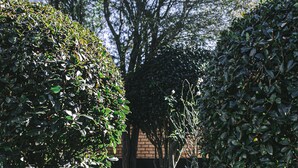 Un sentier bordé d’arbustes et d’arbres bien entretenus, qui mène à un bâtiment.