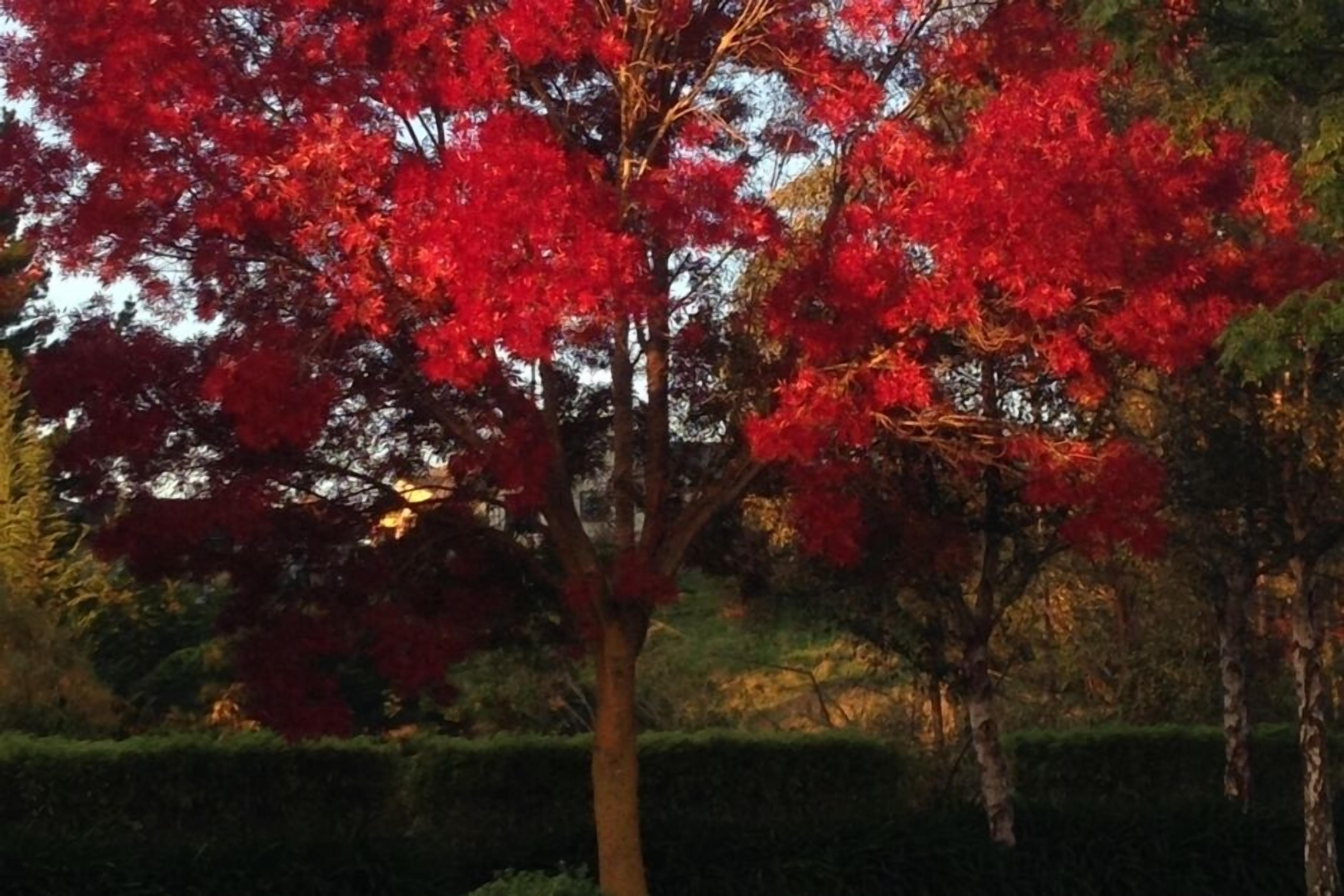 Ein Baum mit roten Blättern in einer Parkanlage.