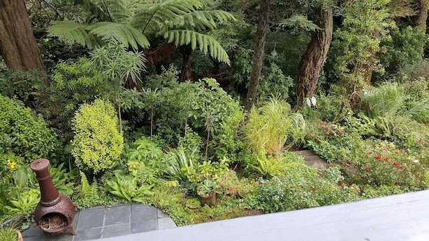 Un jardin luxuriant, avec une variété de plantes et une cheminée rustique.