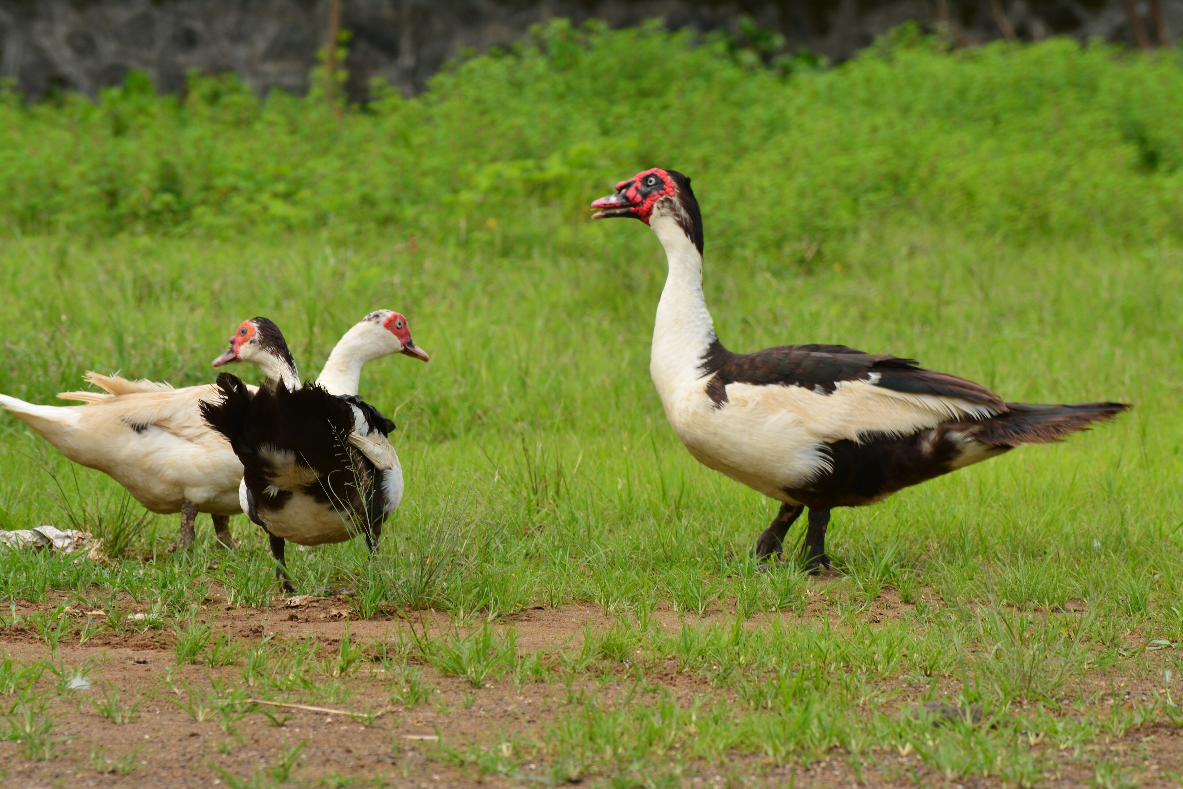 Acepta mascotas