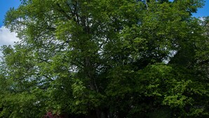A large tree in a garden with a gravel path and a wooden boardwalk. - Aux Mésanges (Labergement-Foigney)