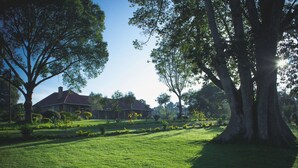 Un grand arbre se dresse dans un espace verdoyant bien entretenu, avec une maison en arrière-plan.