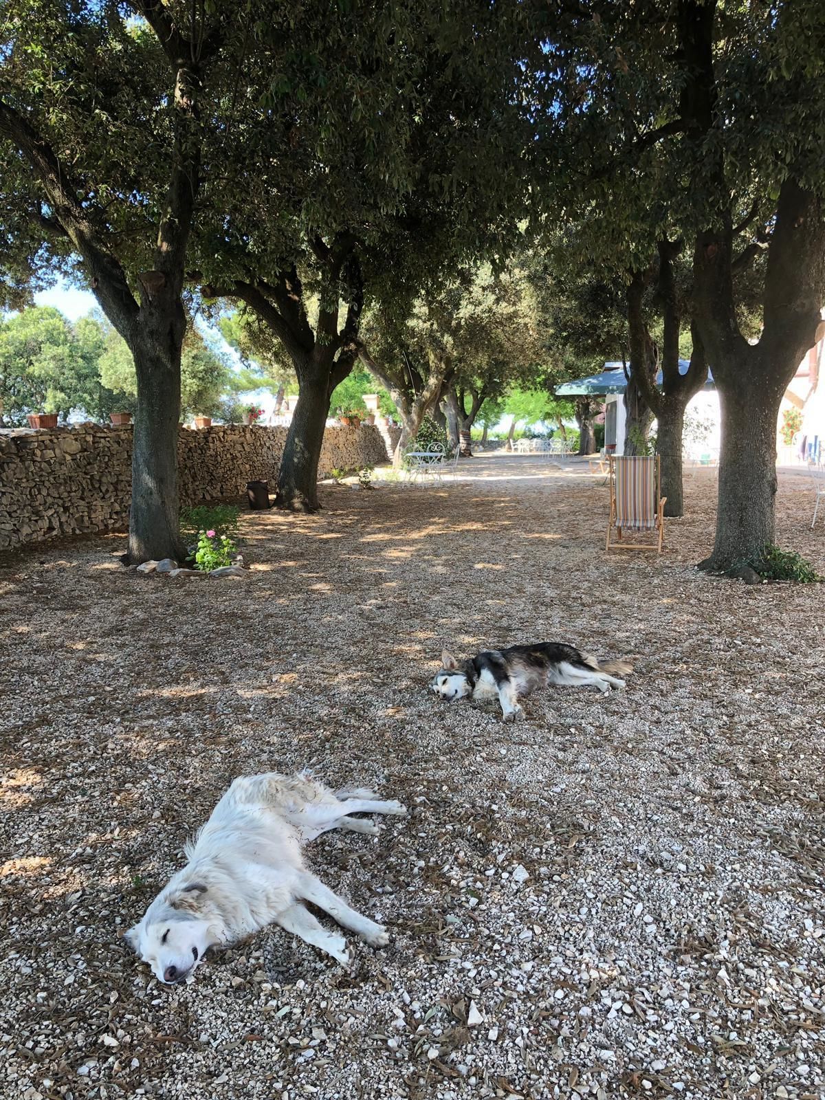 Een park met twee honden die op grind onder bomen liggen.