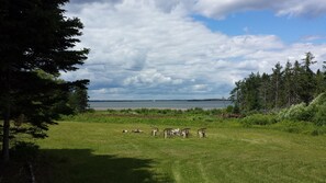 Boendeområde