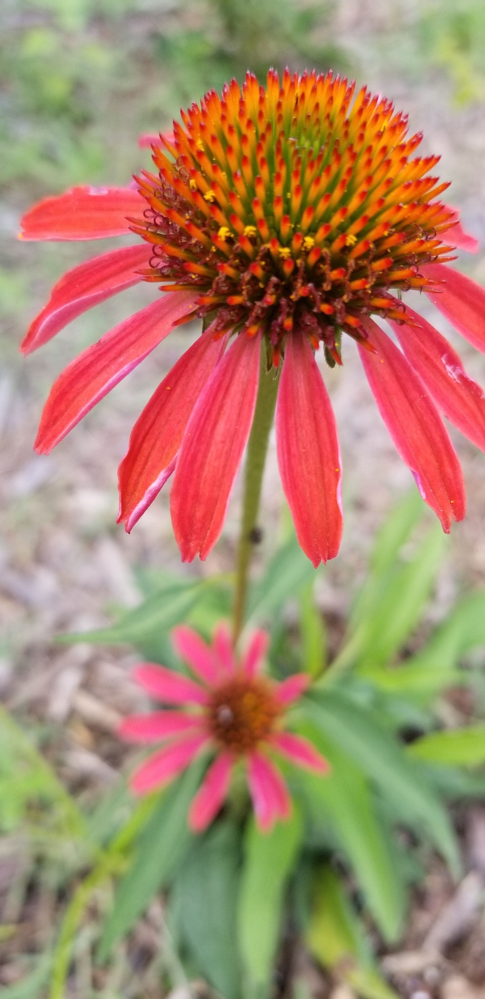 Une seule fleur rouge avec une tige et des feuilles vertes.