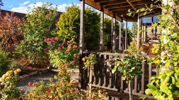 A wooden pergola with climbing plants and flowers, surrounded by a garden with various shrubs and trees.