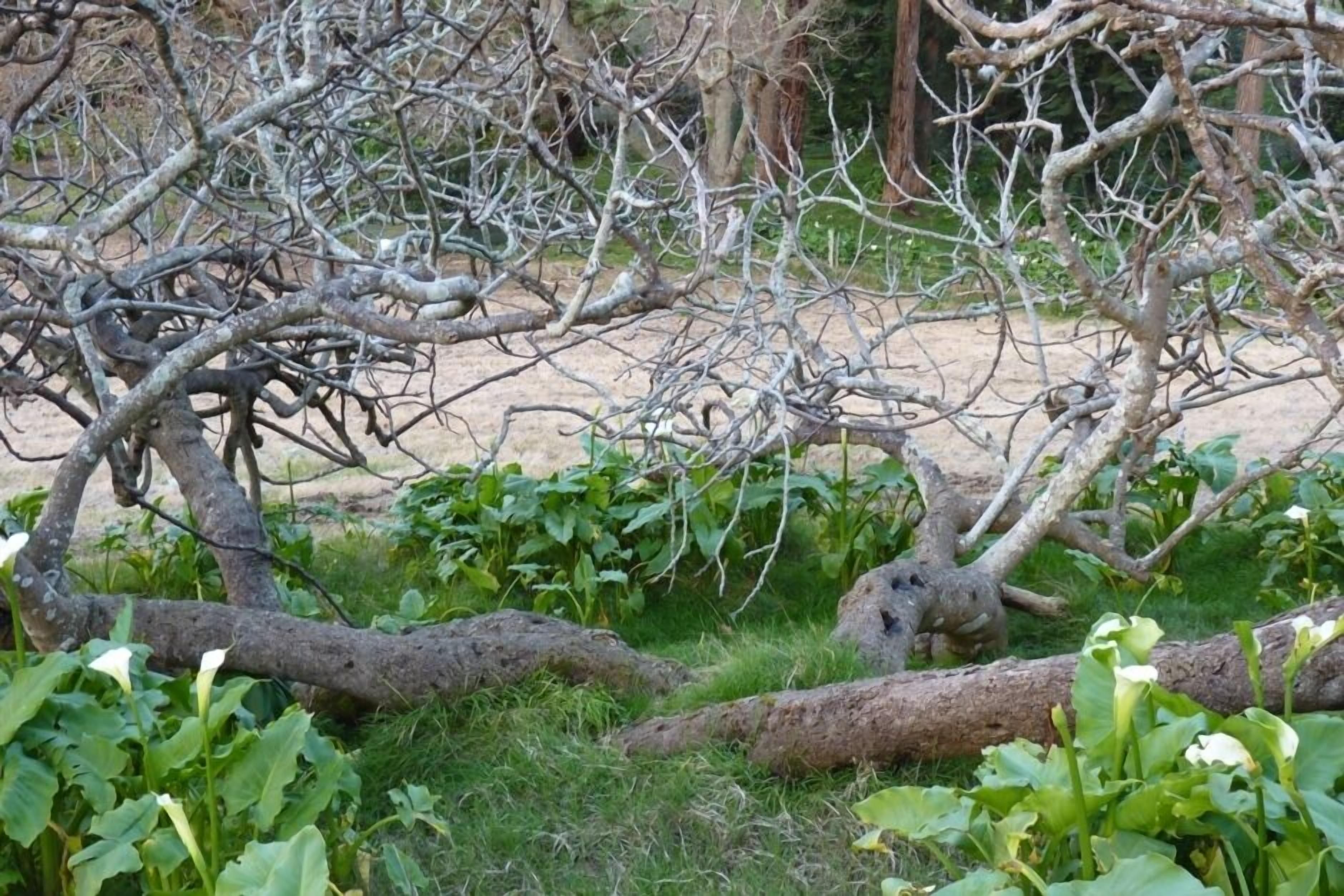 Un'area naturale all'aperto con alberi e vegetazione.