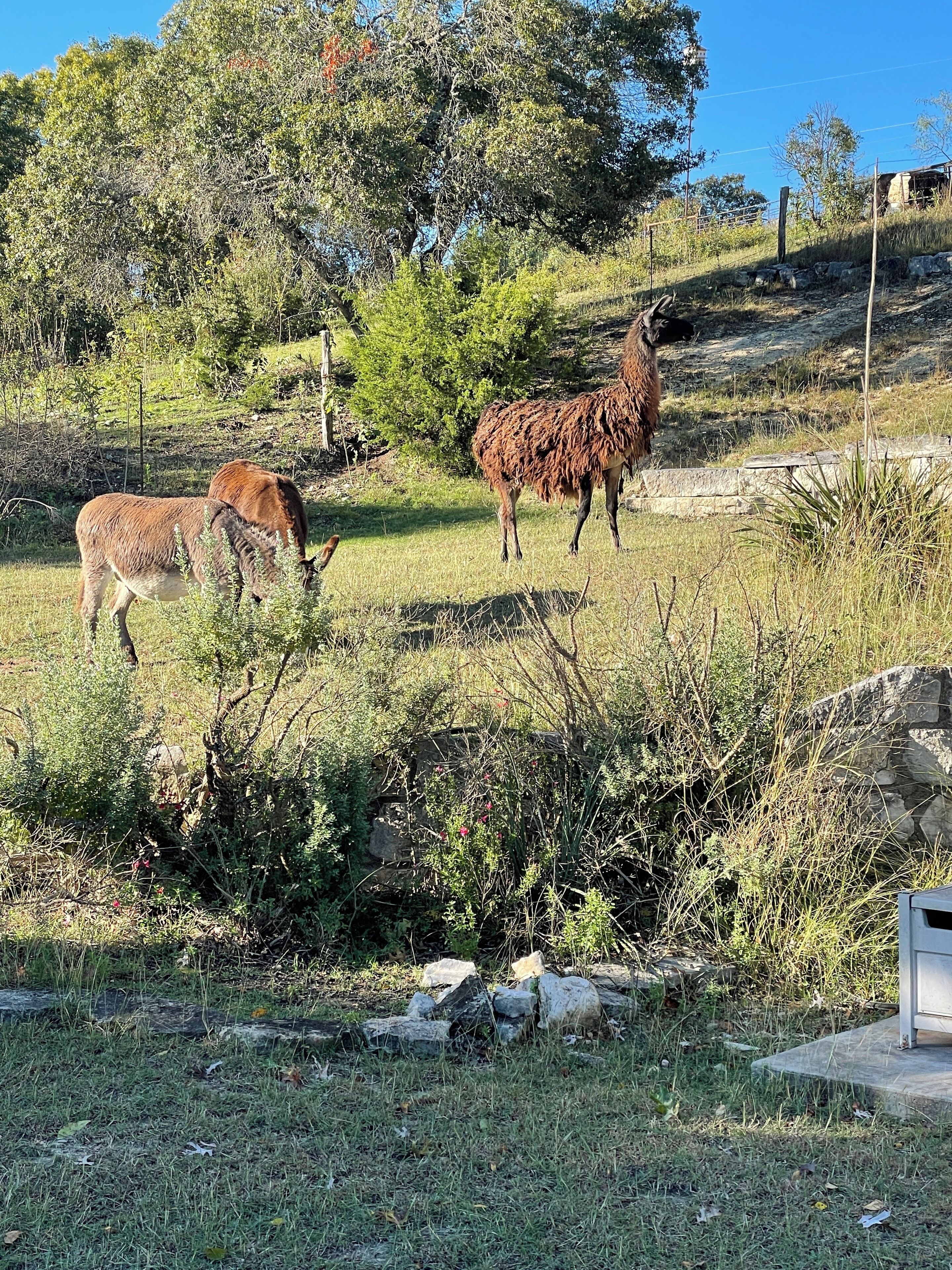 A grassy area with two llamas and a stone wall.
