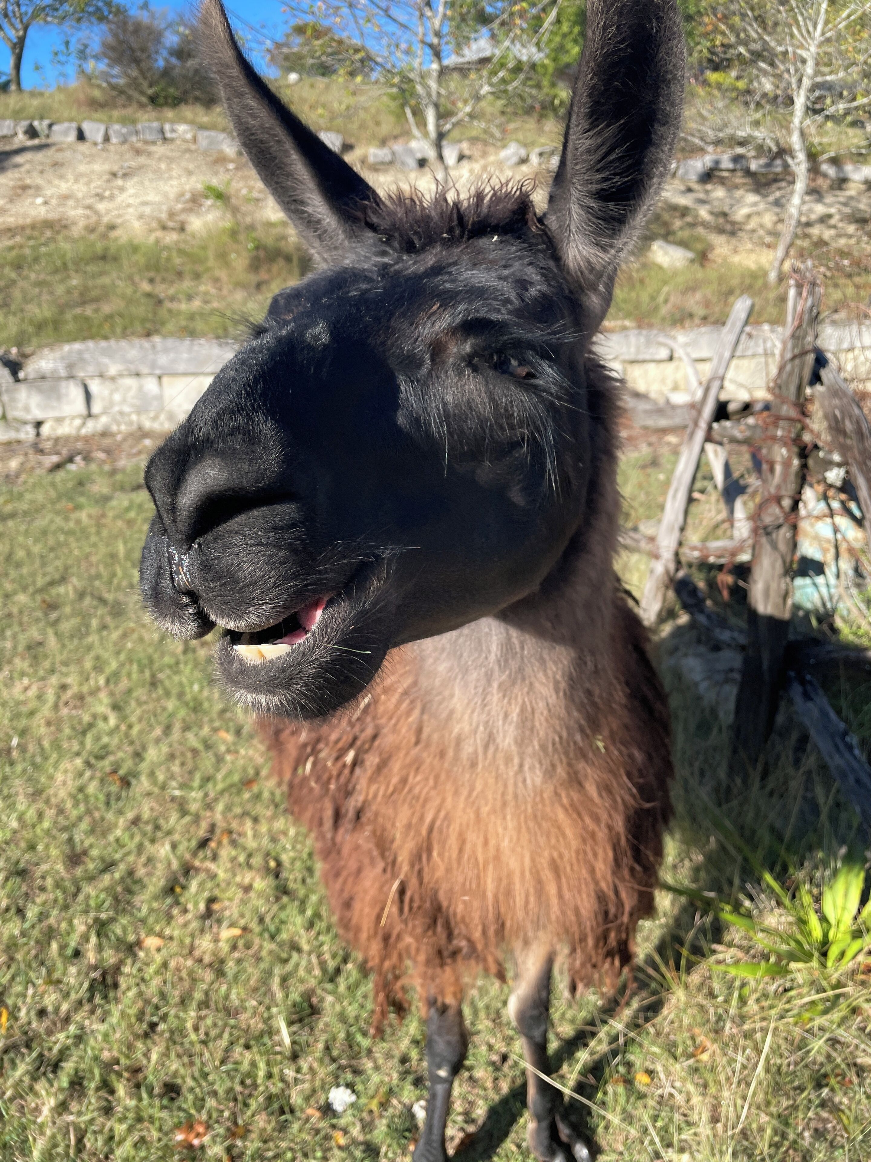 A close-up of a donkey's face with a stone wall and sparse vegetation in the background.