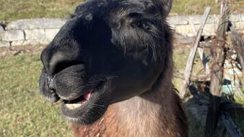 A close-up of a donkey's face with a stone wall and sparse vegetation in the background.