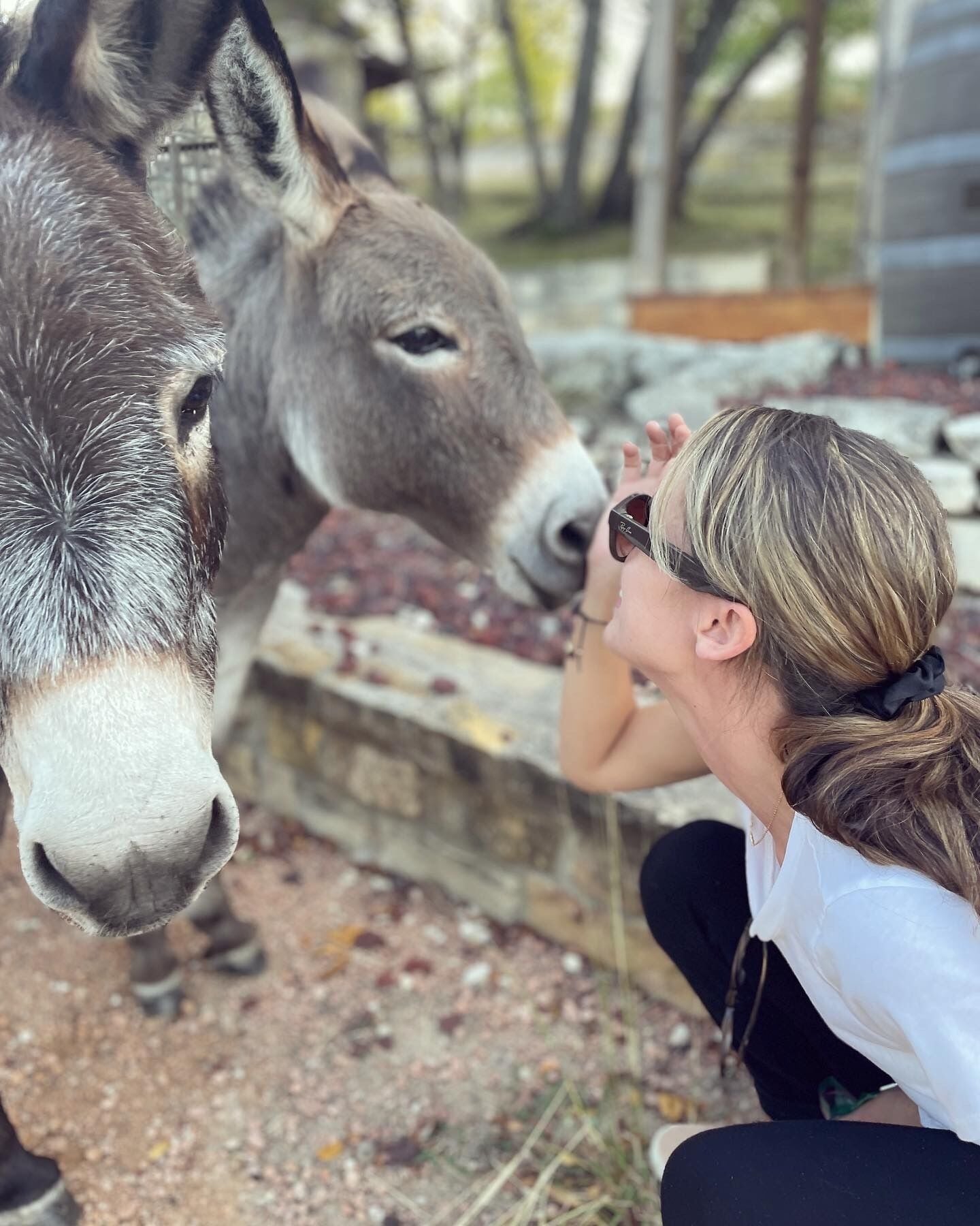 A person interacting with a donkey near a stone wall.
