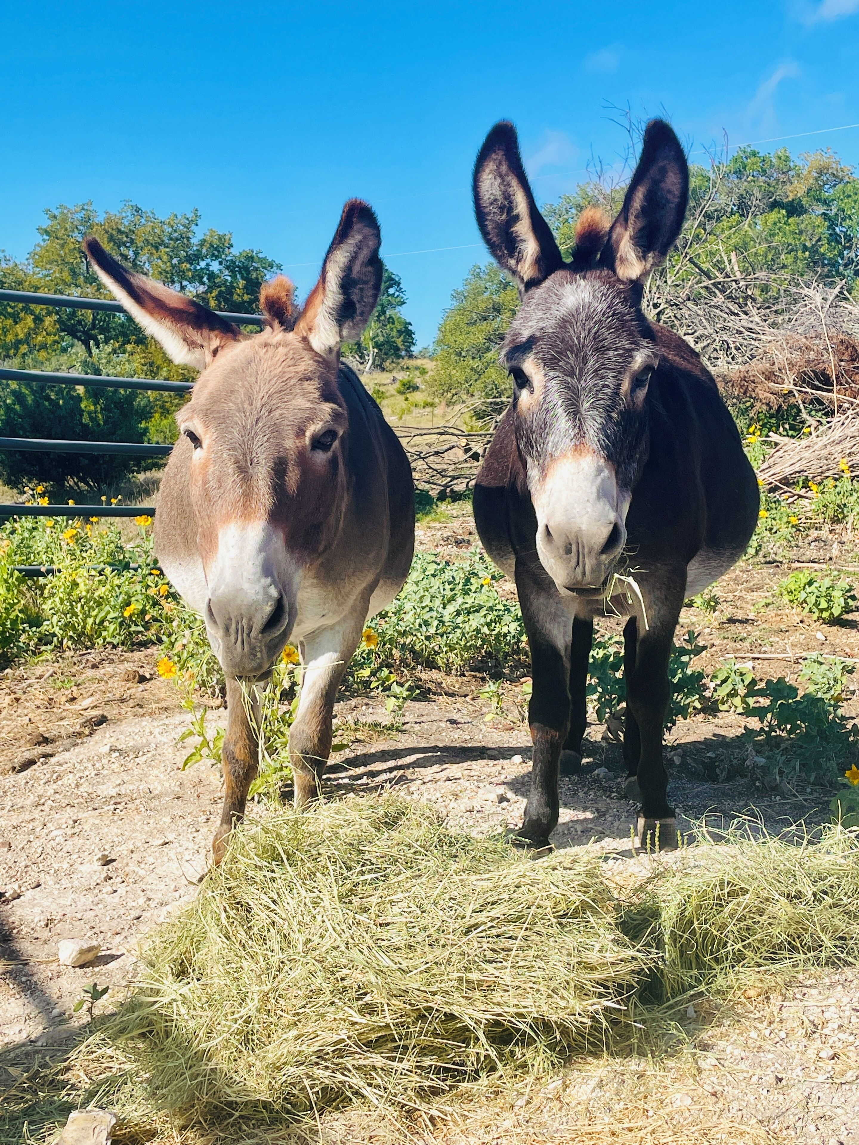 Two donkeys standing on a dirt ground with hay, surrounded by greenery and a fence.