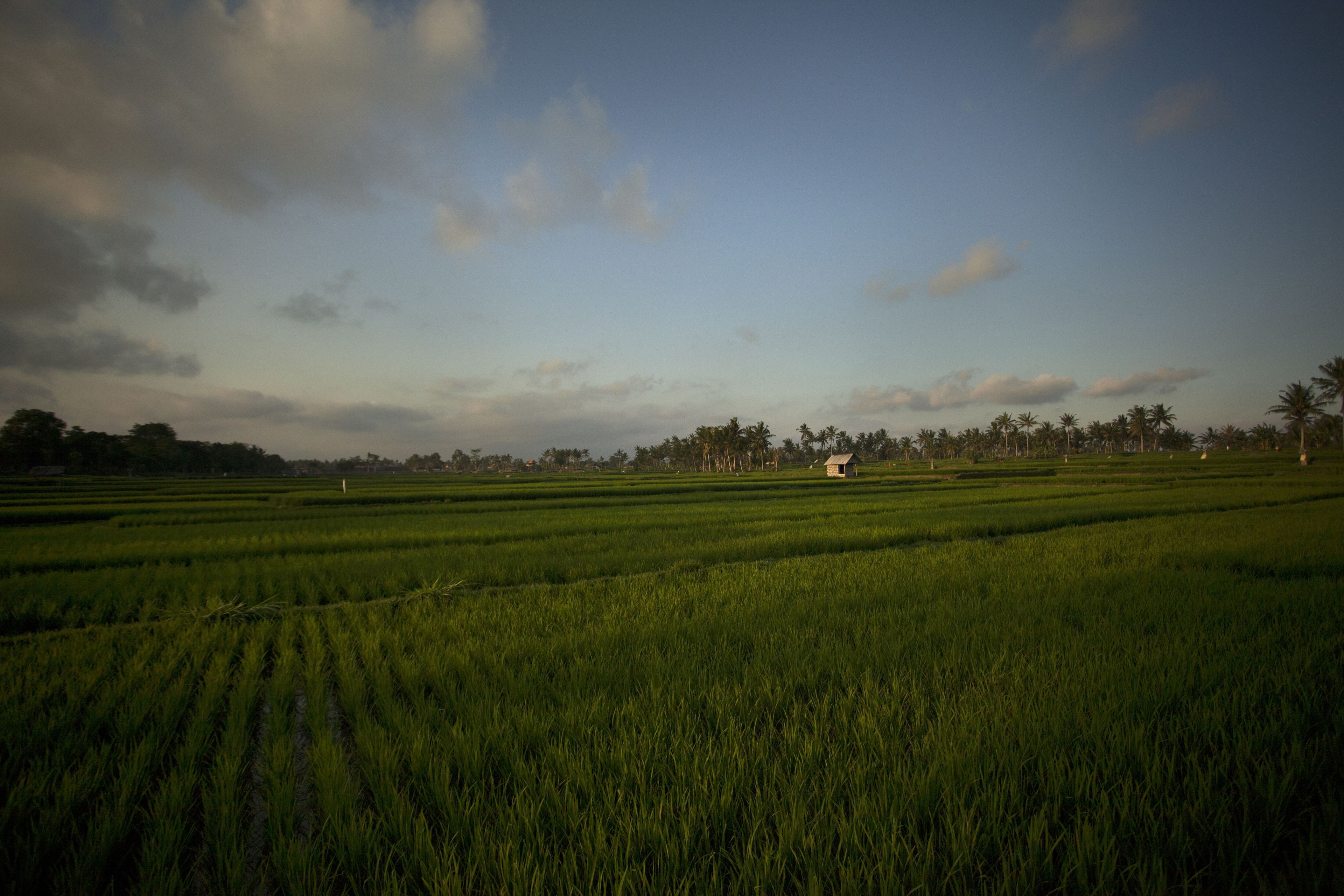 Foto - The Sawah Resort & Villa
